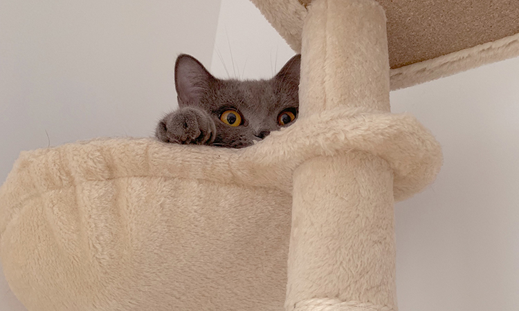 猫三联注射时要注意的事项有哪些,猫三联第三针没打需要重新注射吗