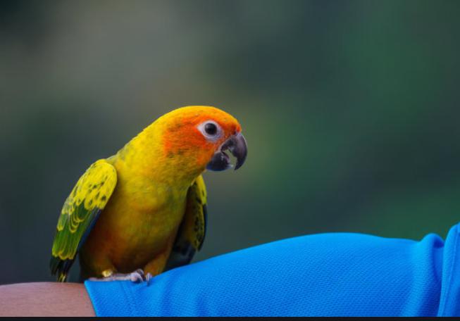 怎么能养好鹦鹉,如何养好一只小鹦鹉