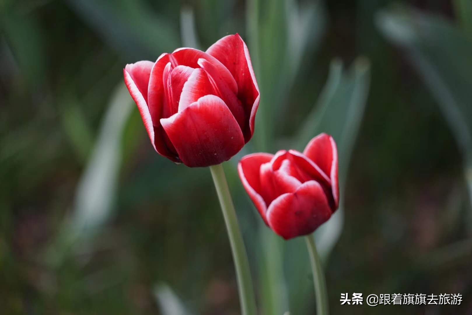 北京香山郁金香,帝都郁金香