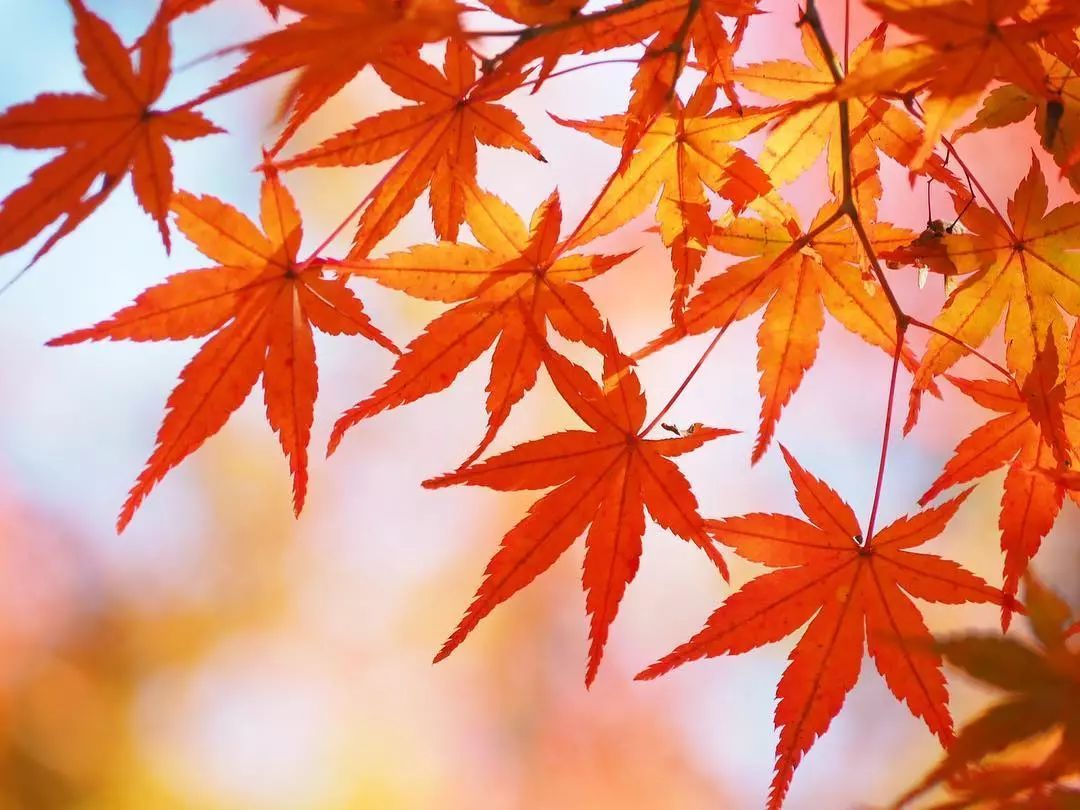 停车坐爱枫林晚风景,停车坐爱枫林晚季节