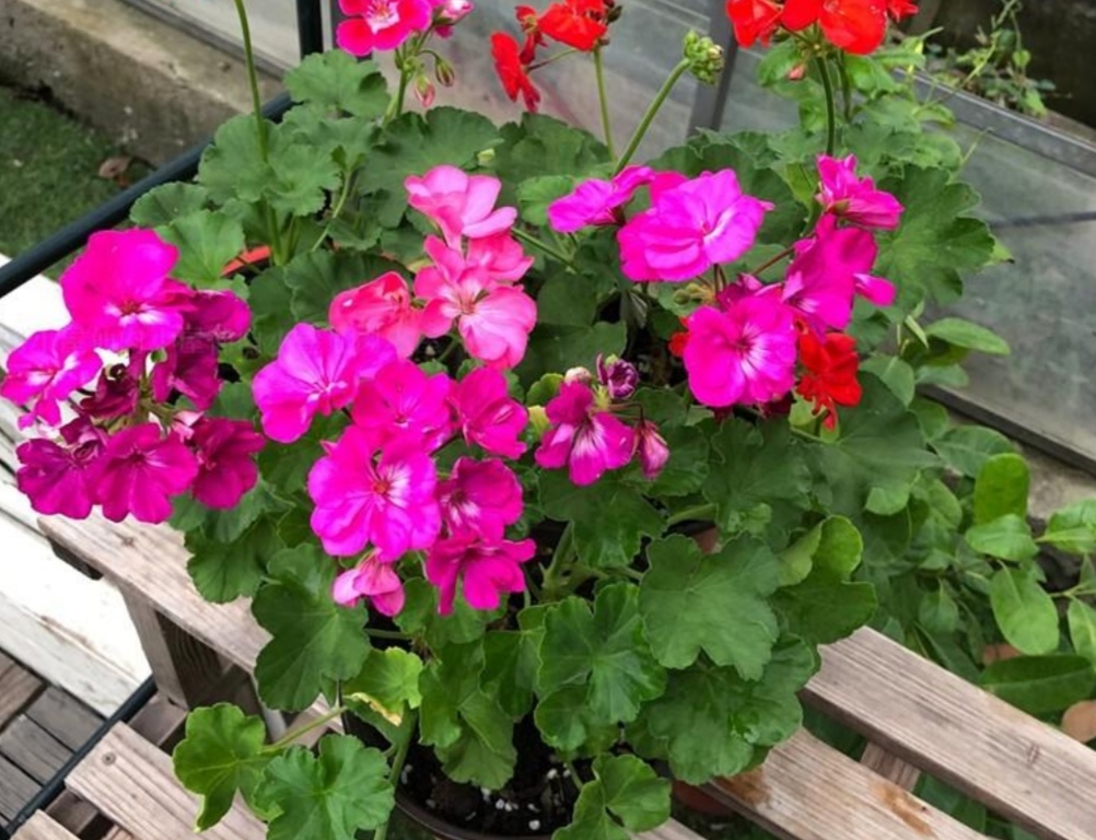 天竺葵苹果碗四季开花吗,天竺葵哪个品种四季开花又好养