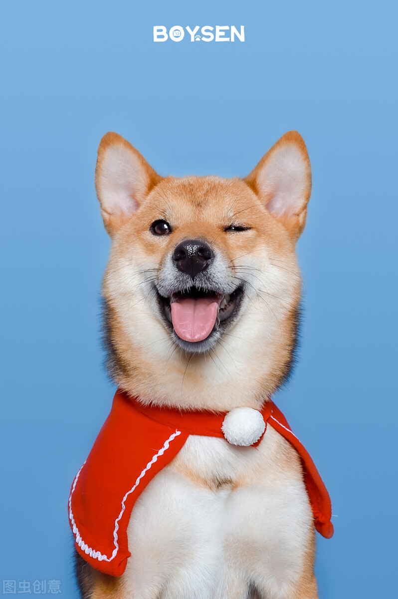 因表情包走红网络,网红柴犬表情包我只想拥有快乐