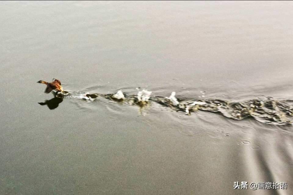 诗词鉴赏｜亭廊秀色觅荷香，月夜苍穹映碧光