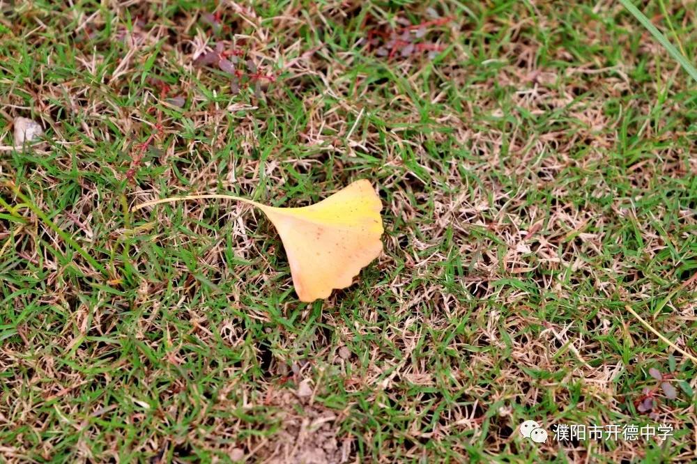 濮阳市开德中学图片,濮阳华龙区开德中学