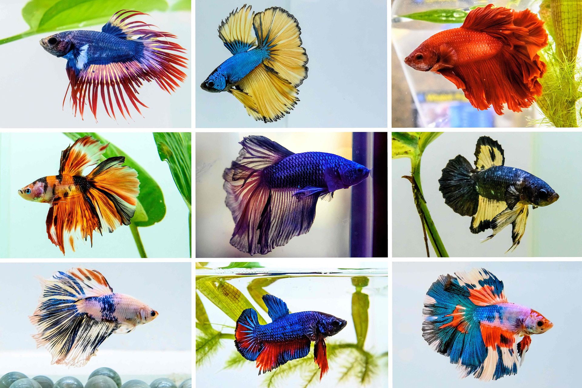 棕熊打各种熊和各种动物画面,动物和熊斗的视频