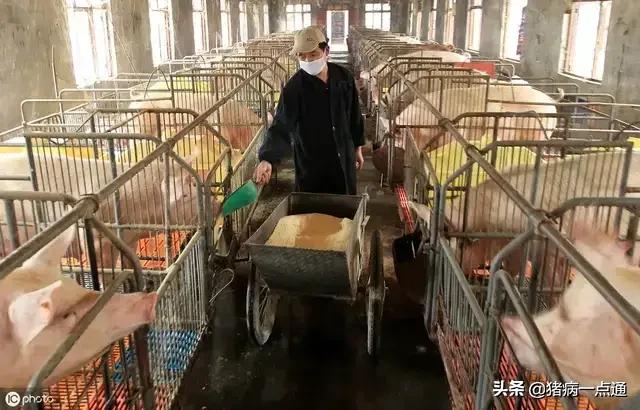 非看不可的超级经典,农村养猪人每天分享养猪经验
