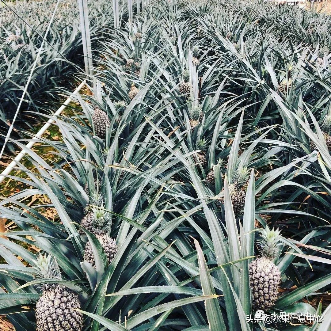 日本进口的菠萝,日本菠萝