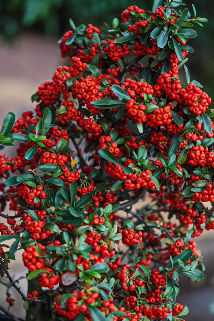 火棘挂果怎么养护,火棘盆栽夏季怎么养护和管理