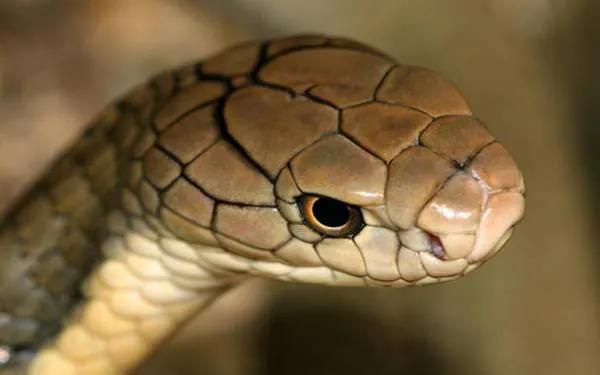 中国剧毒蛇都有哪些 (中国剧毒蛇有几种)