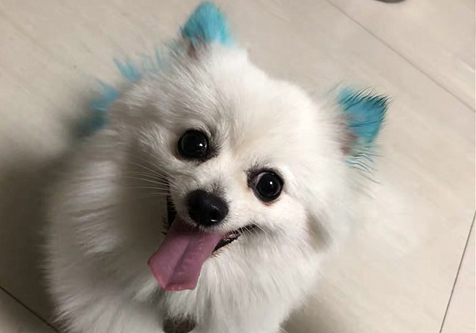 辟谣,狗狗染色用的是植物染发剂没伤害?对它你真的了解吗?