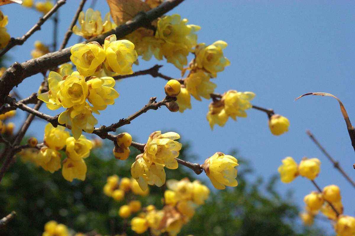 腊梅赏梅,腊梅观赏季节和观赏特点