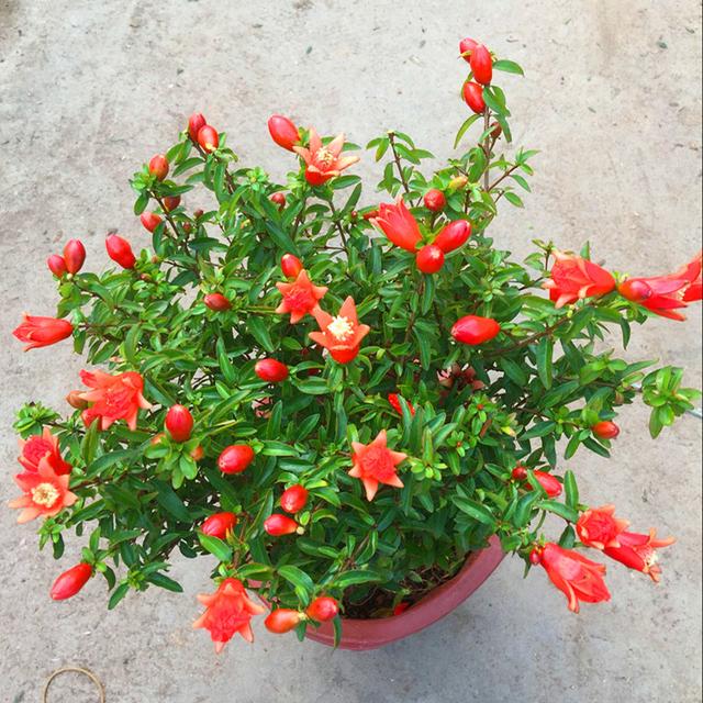 寓意财旺的花,十大吉祥花开图片