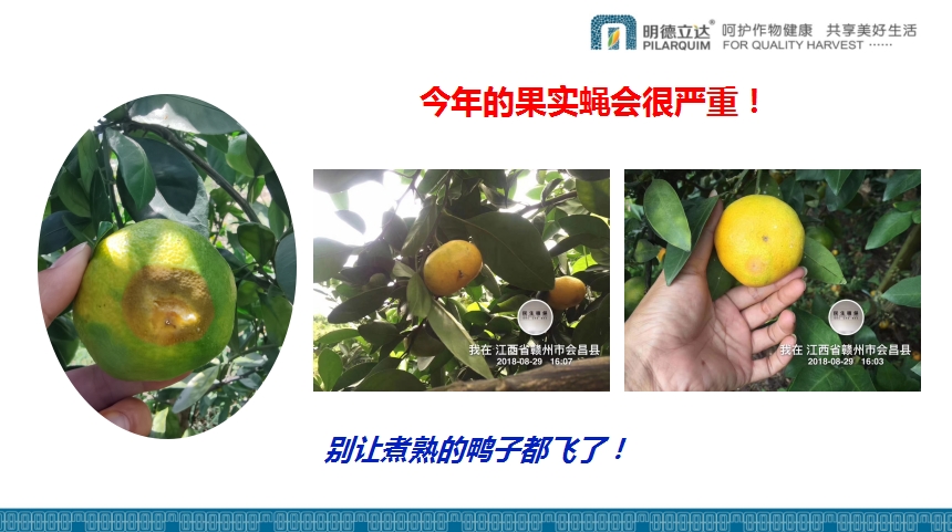 柑橘落果严重用什么药防治,柑橘幼果怎么防止落果