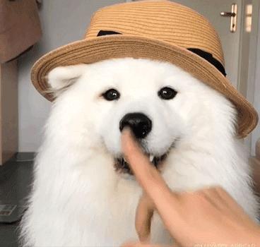 微笑天使萨摩耶剃完毛,微笑天使萨摩耶