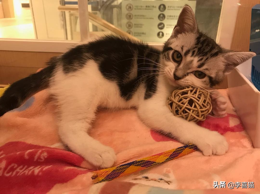 猫咪喂猫粮还抓老鼠吗,猫咪是天生会抓老鼠吗要不要教