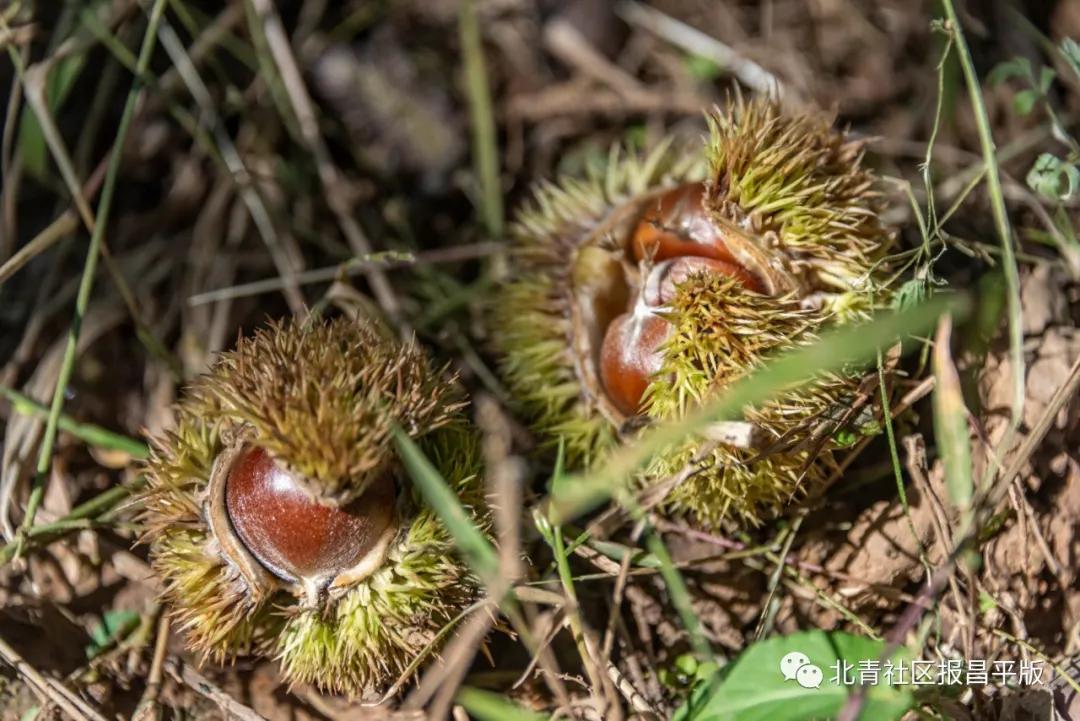 十月的昌平“购意思”，各色活动等您玩转