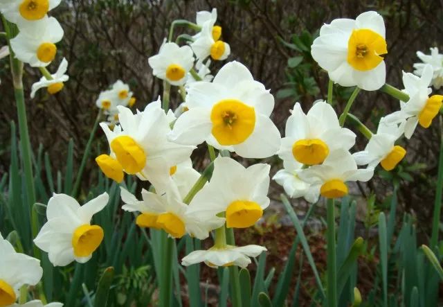 干货分享种植小技巧,混合花境设计与种植建议