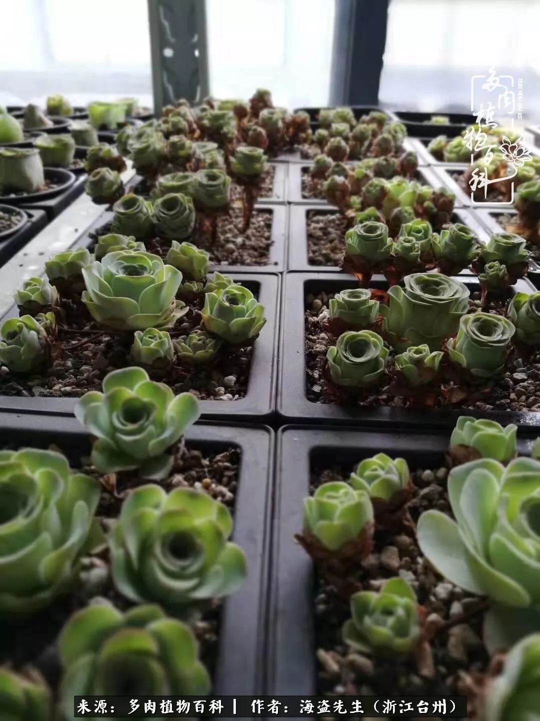 多肉玫瑰怎么才能出状态,多肉山地玫瑰唤醒方法