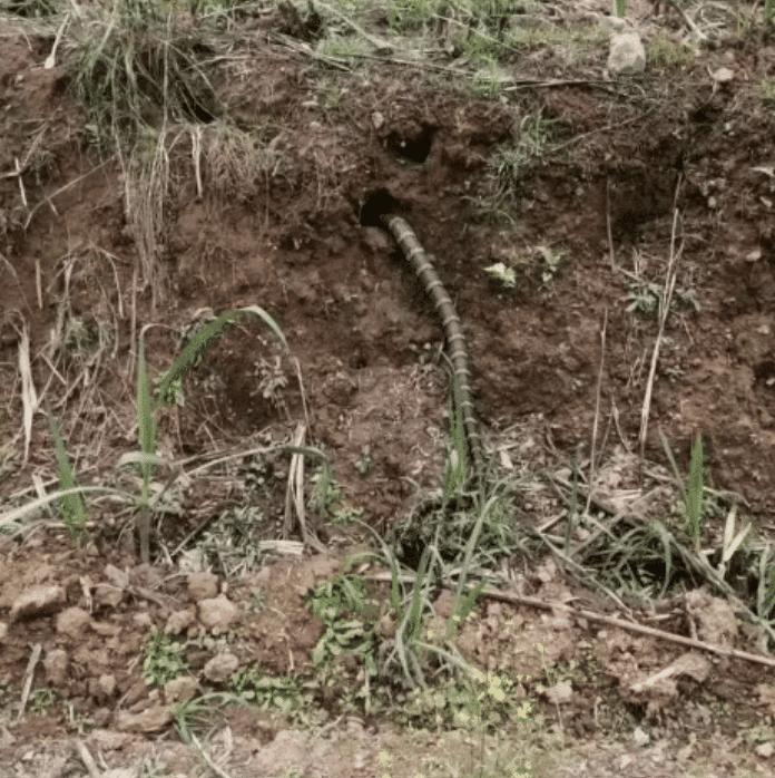 在野外发现甘蔗,在山里发现甘蔗