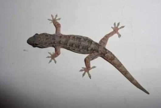 壁虎为什么称为五毒之首,壁虎为什么是五毒之一它有毒吗