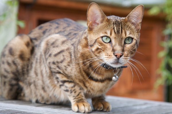 名贵猫咪的品种及图片大全,十大名贵猫咪品种排行榜