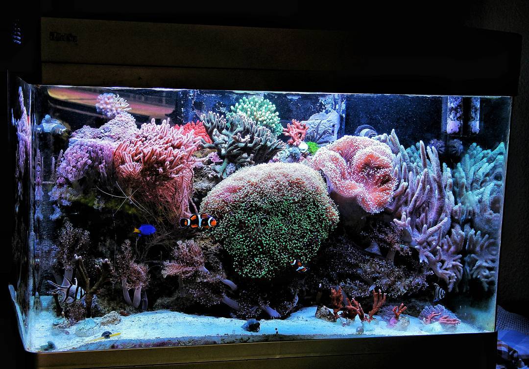 海缸活石入门基础知识,海缸入门基础知识