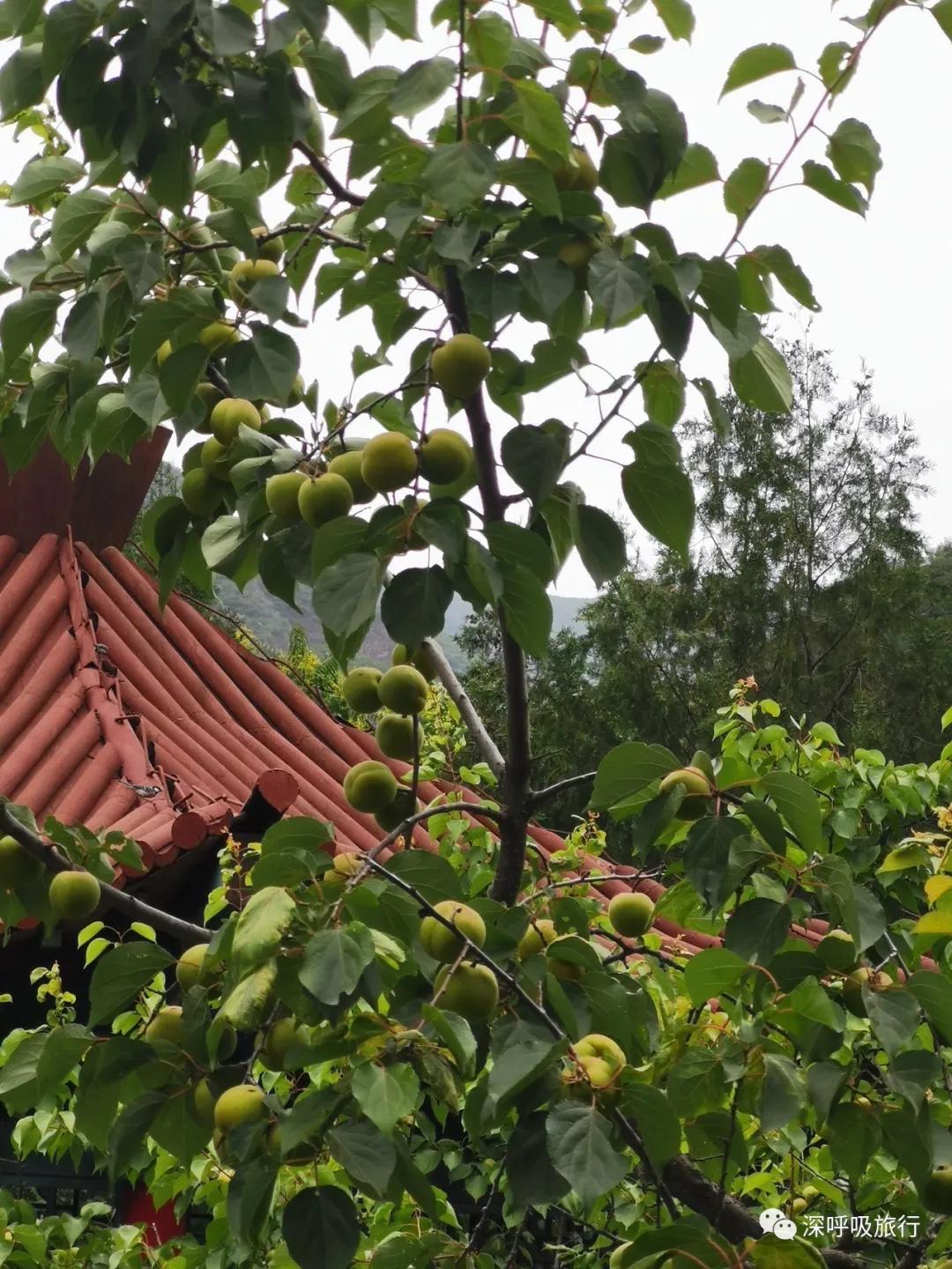 靖西双龙峡网红小火车,京西小九寨二日游