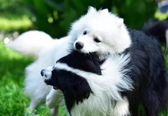 狗界智商第一的狗是什么狗,边牧会不会聪明得令人讨厌