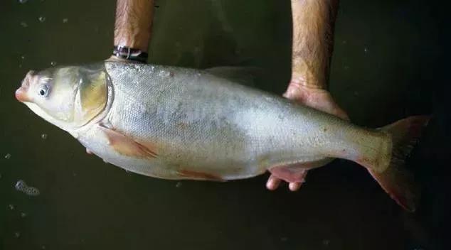 青蟹大批入侵澳洲,红蟹泛滥澳大利亚人怎么处理