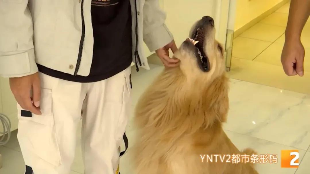 八旬老人被狗绳绊倒身亡如何避免,老人被狗绳绊倒是什么狗