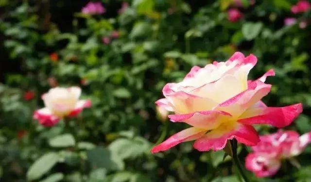 每天学习一点点花卉,100种常见玫瑰品种