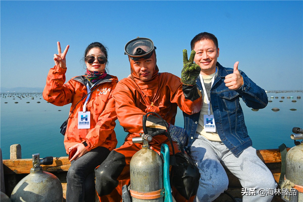 探秘海参的捕捞过程,野生海参采捕视频大全