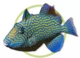 fot海水观赏鱼,fot鱼品种