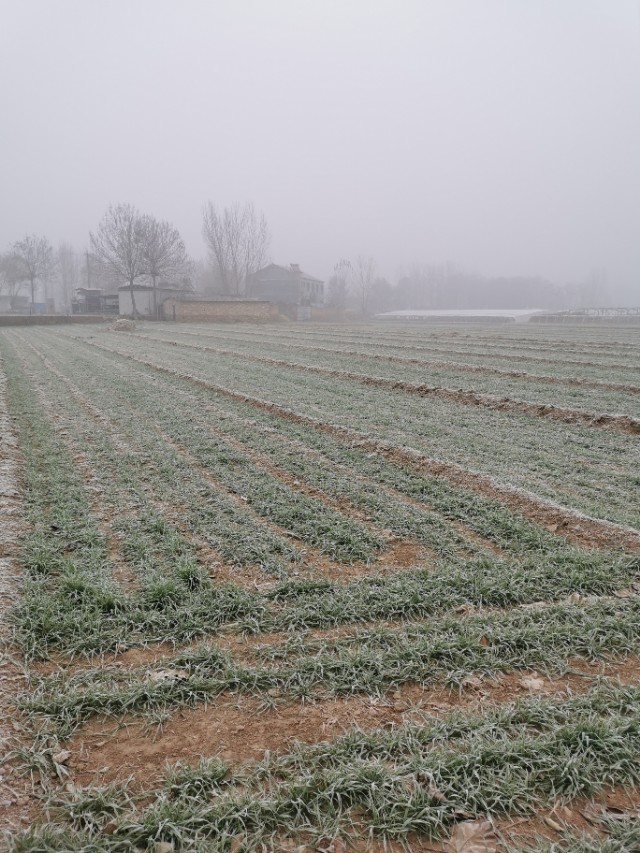 最近养猪场的非瘟情况,养猪场在此次疫情中是否有变化