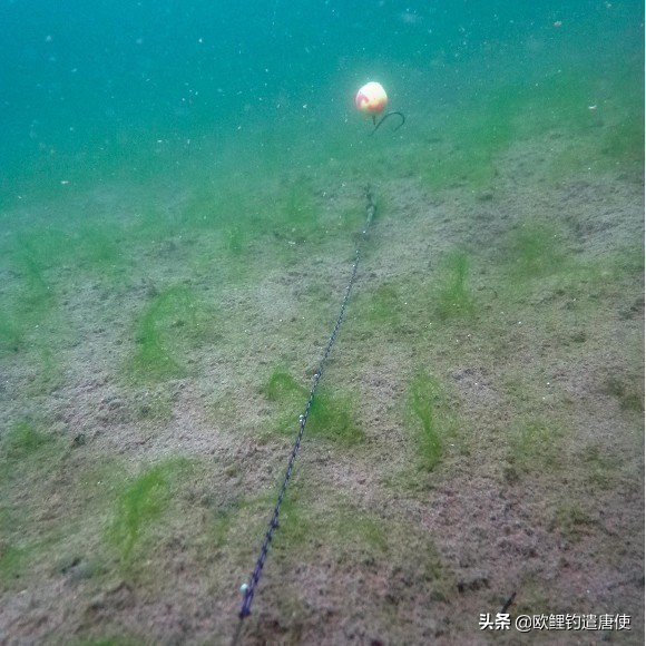 话说欧鲤钓最新消息,话说欧鲤钓鱼完整版