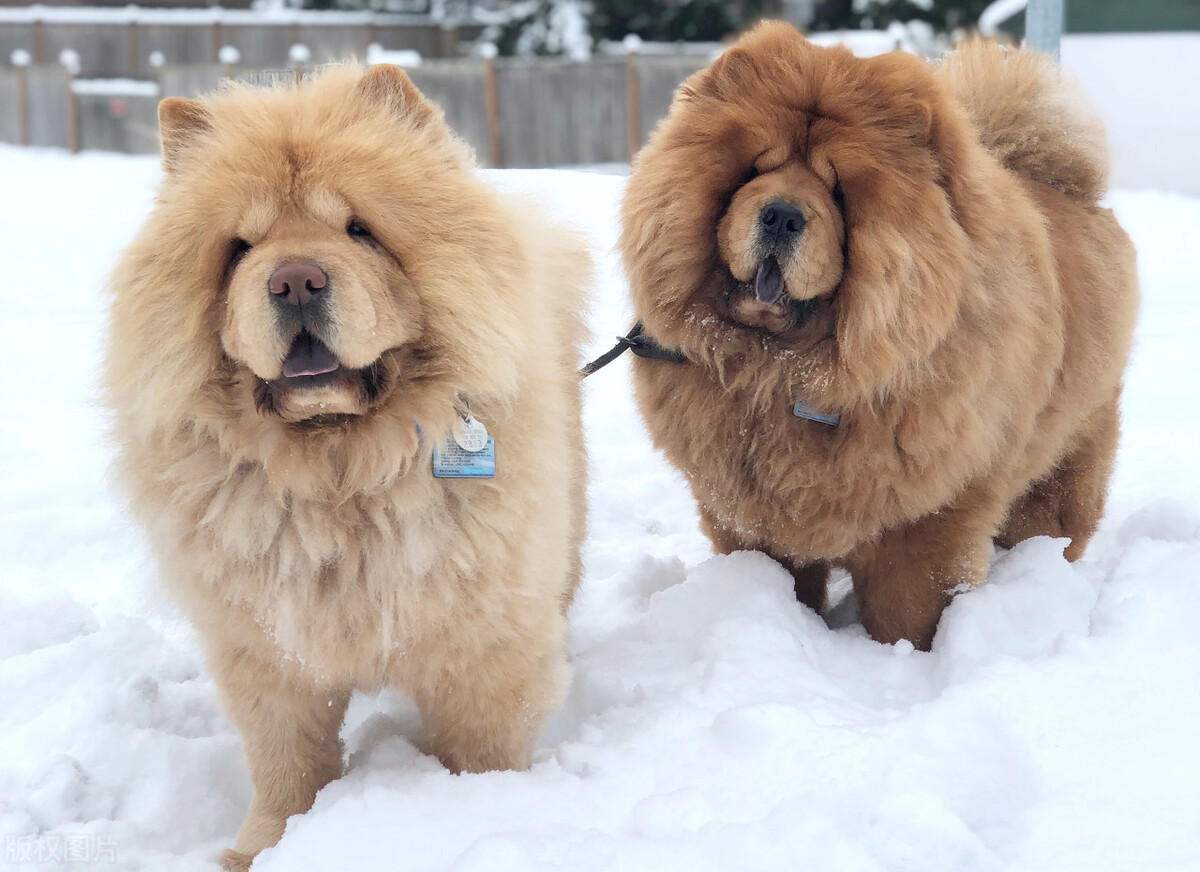 松狮犬的喂养与护理方法,松狮犬吃什么比较好养呢