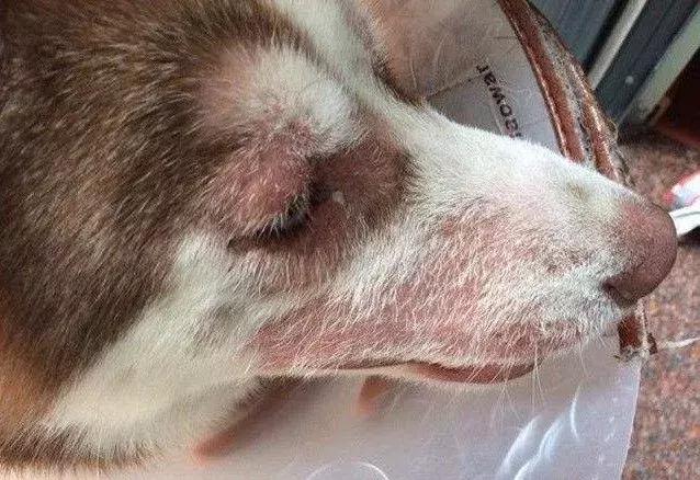 春暖花开，又到了狗狗皮肤病高发期