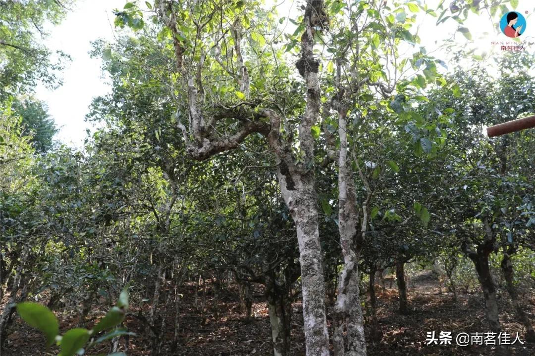 “锦绣茶尊”拍出1068万元天价，这喝的还是茶吗？