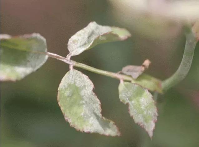 月季霜霉病和灰霉病的区别,月季灰霉病最快治愈方法