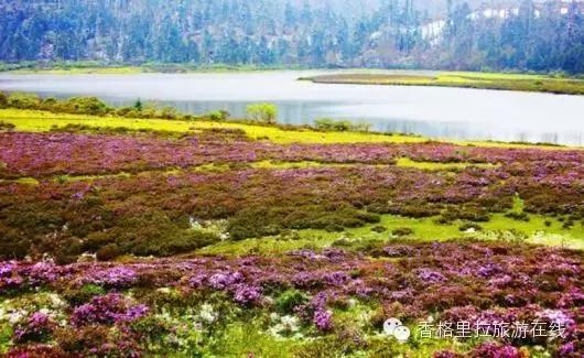 香格里拉除了景点还有好玩的地方,丽江去香格里拉路途中有什么景点