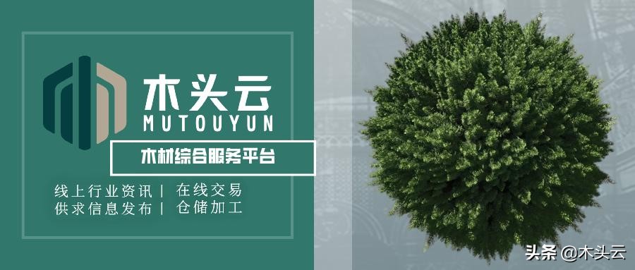 新热带木材:Gombé即将大量进入木材市场