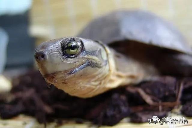 如何控制龟速,怎么控制住乌龟的头