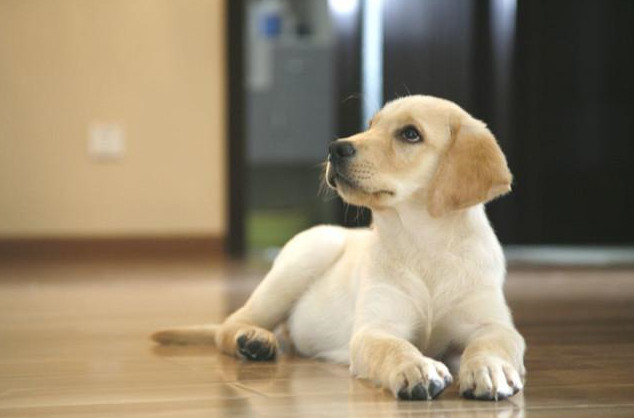 得寄生虫的狗狗可以吃什么,有寄生虫的食物千万不要吃