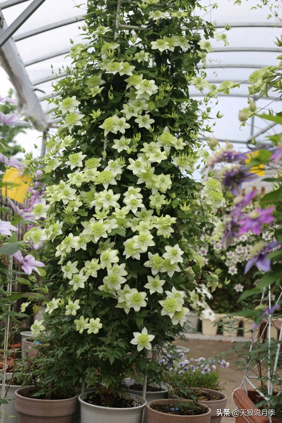 别人做梦都想要的花墙，他早就用铁线莲实现了