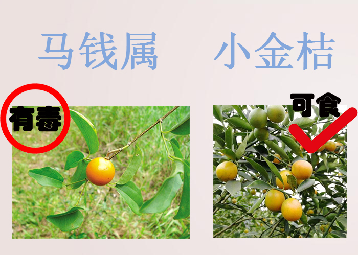 海南食物中毒,三亚吃东西食物中毒媒体曝光