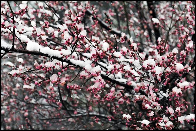 秋韵温柔岁月，冬情惊艳时光