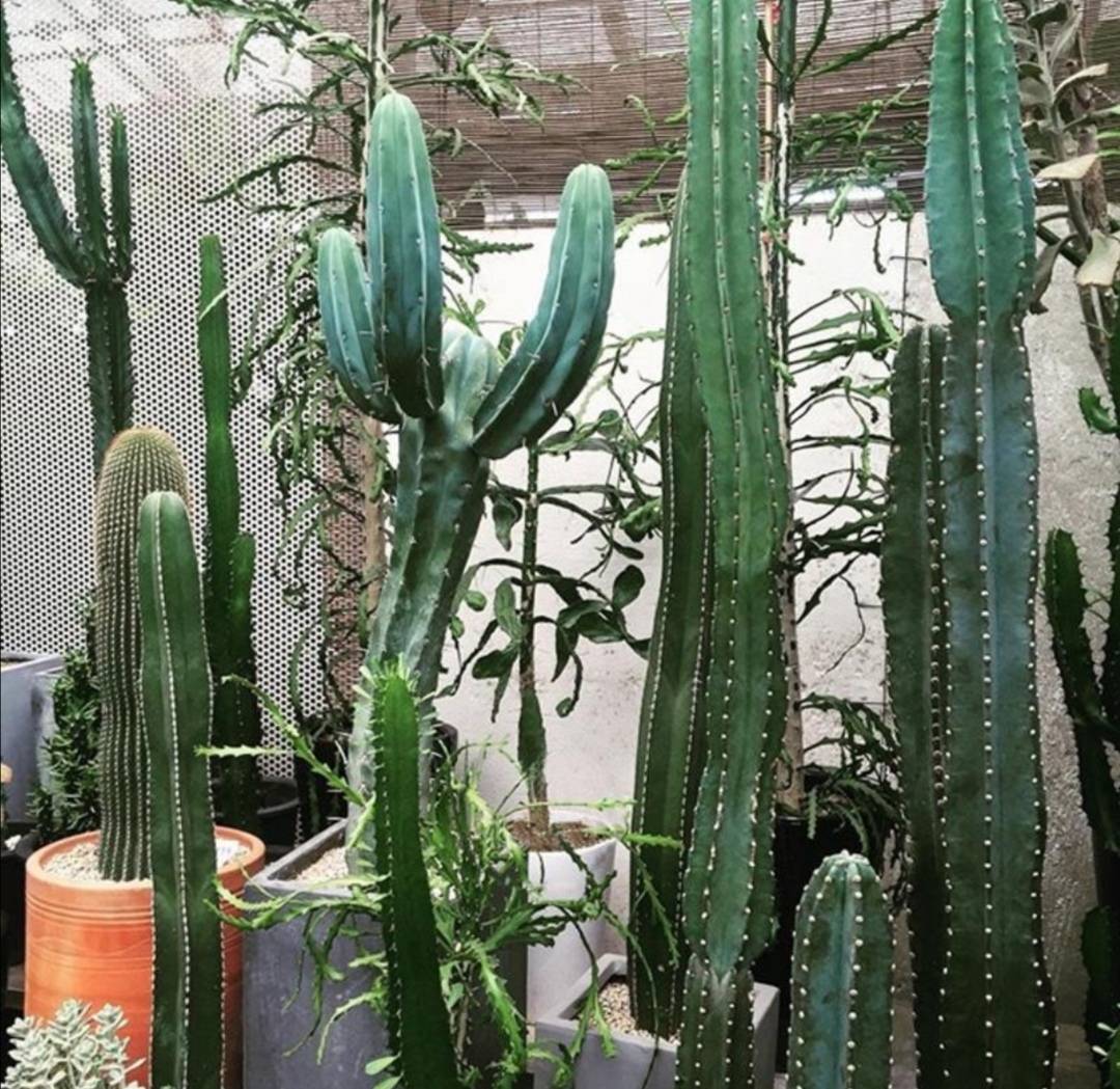 量天尺如何养得又粗又直,量天尺怎么养才能养得又肥又胖