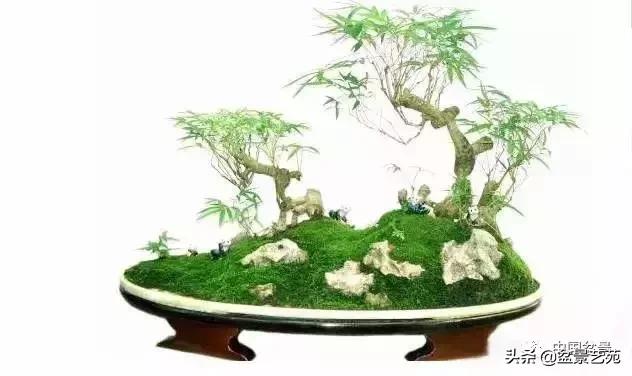 推荐36种好养的盆景植物,茶桌上养什么盆景植物