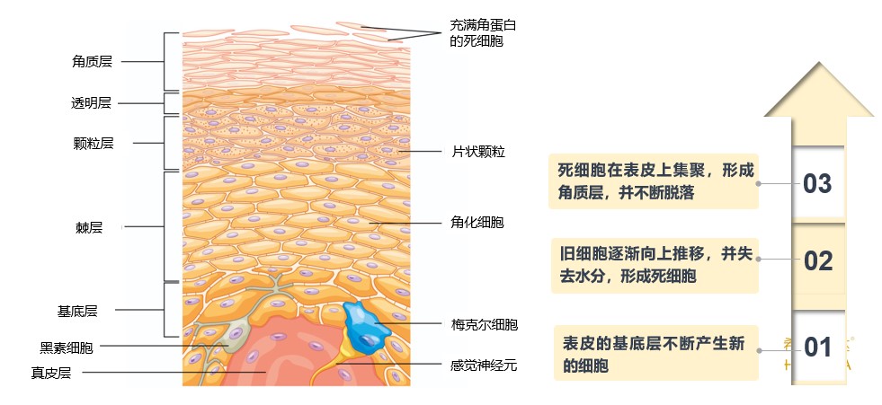 水杨酸和果酸哪个祛黑痘印,祛痘用果酸好还是水杨酸