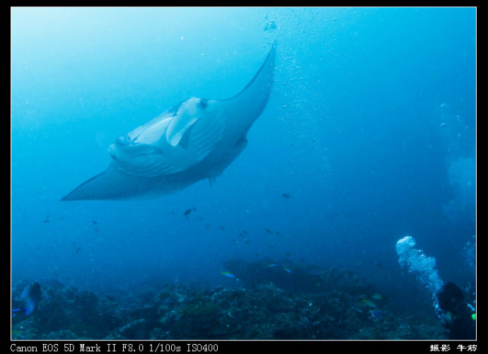 巨鲸轰炸机,鳐鱼战斗机
